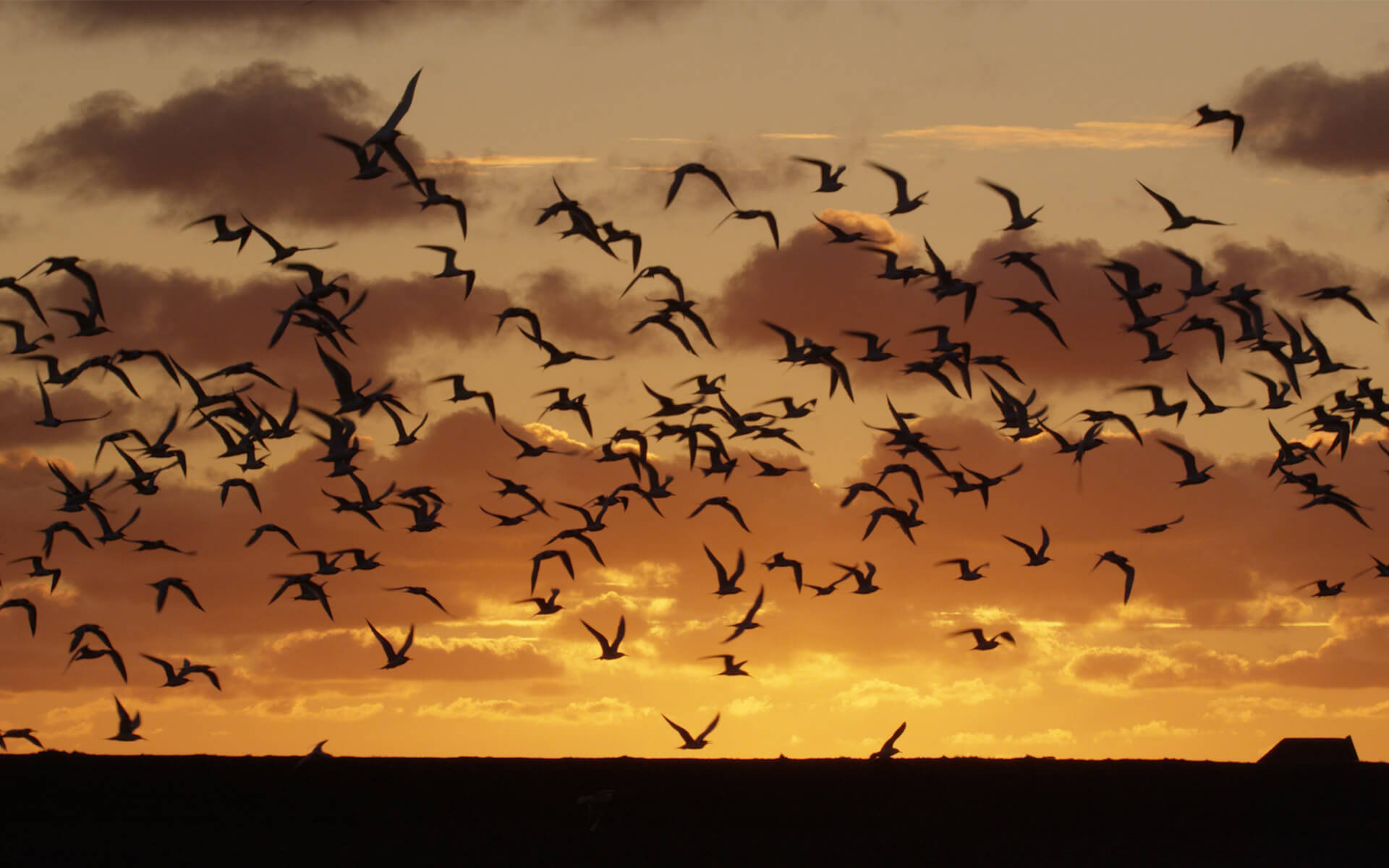 Digitale avifauna Vogels van Texel